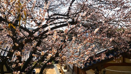 Roof of Hanok building and cherry blossoms
