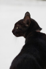 Close up of black cat on the roof