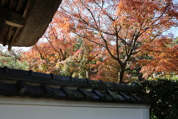 秋の鎌倉。紅葉する長寿寺。足利尊氏の供養のため建てられた古刹。