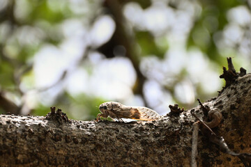 A cicada, a large insect with distinctive body shape and translucent wings. It perched on a tree branch, with its wings spread open. The background is blurred, with the focus being on the insect.