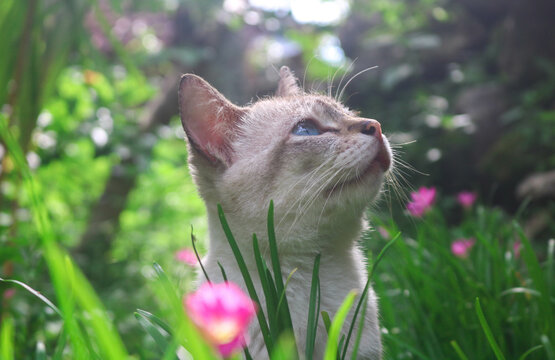 Aesthetic pose of white cat looking up among wild lilies Zephyranthes grandiflora grass plants with afternoon sunlight. Cats play in a yard full of flowers and grass