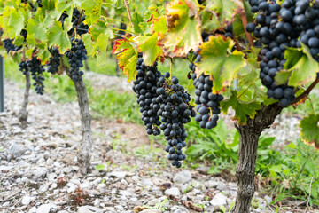 A close up of a bush of ripe red grapevine on tree with branches and leaves of French viticulture vineyard during harvest season.