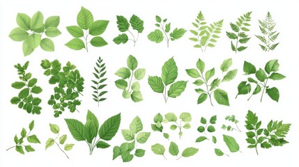 66.A set of fresh and vibrant foliage elements, featuring various green leaves of different shapes and sizes. The crisp details and natural textures of the leaves are arranged in a balanced design,