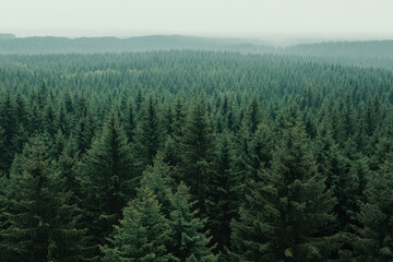 Fototapeta premium Lush dense Latvian fir tree woods create serene and tranquil atmosphere, showcasing nature beauty and vastness of forest landscape