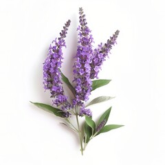 Naklejka premium Purple Butterfly Bush Isolated on White Background. Beautiful Butterfly Bush Flower