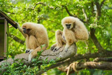 common gibbon or white-handed gibbon on tree