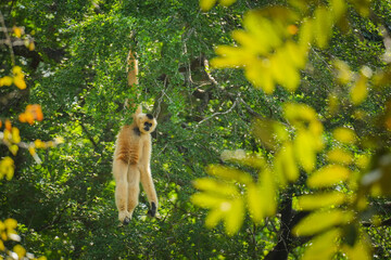 common gibbon or white-handed gibbon on tree