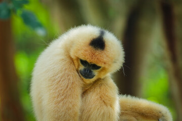 Obraz premium common gibbon or white-handed gibbon on tree