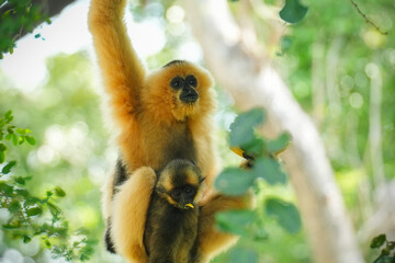 common gibbon or white-handed gibbon on tree