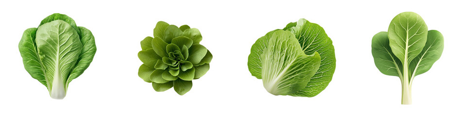 Fototapeta premium Lettuce isolated on white background. Mix Collection Png.