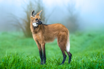 Wild Guará wolf (Chrysocyon brachyurus) one of the rarest wolves in the world lives in the...