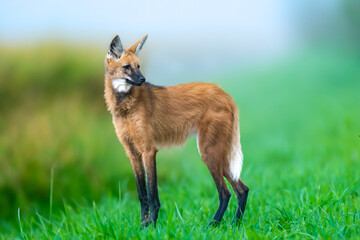 Wild Guará wolf (Chrysocyon brachyurus) one of the rarest wolves in the world lives in the...