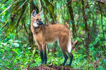 Obraz premium Wild Guará wolf (Chrysocyon brachyurus) one of the rarest wolves in the world lives in the Brazilian cerrado biome feeds on fruits and meat.