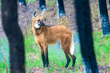 Wild Guará wolf (Chrysocyon brachyurus) one of the rarest wolves in the world lives in the Brazilian cerrado biome feeds on fruits and meat.
