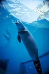 水面に向かうアザラシ © ANSHIN