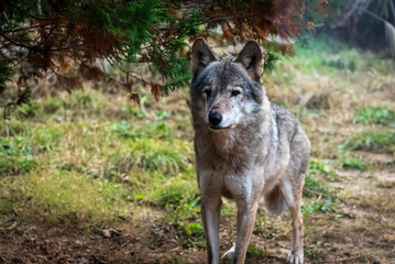 タイリクオオカミ (ハイイロオオカミ)