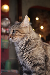 A Charming Tabby Cat Posed in Profile, Enhanced by Soft and Warm Lighting Effects