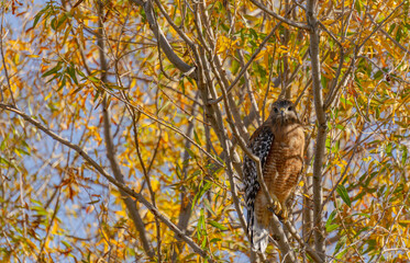 Hawk in tree in fall with yellow leaves 