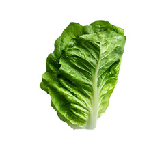 Fototapeta premium Crisp green lettuce leaf with vibrant texture and freshness, perfect for salads and healthy dishes. Ideal for culinary presentations and food photography