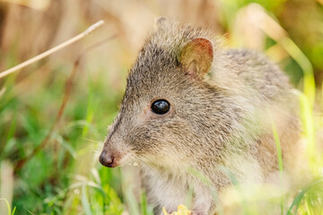 The long-nosed potoroo is a small, hopping mammal native to forests and shrubland of southeastern Australia and Tasmania.