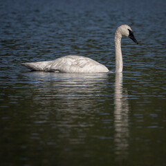 Adult Swan Reflects In The Rippling Waters Of Grebe Lake