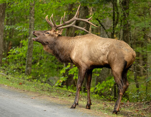 Bull Elk Bugles Along Roadside in Cataloochee Valley