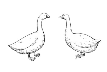 Cute goose, black and white lineart. Hand-drawn illustration for design and coloring books.
