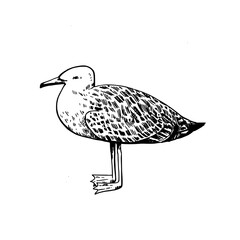 Seagull, black and white ink sketch. Hand-drawn vector illustration isolated on white background.