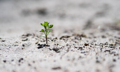 Baby green plant breaking through sandy ground close up
