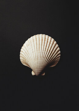 seashell