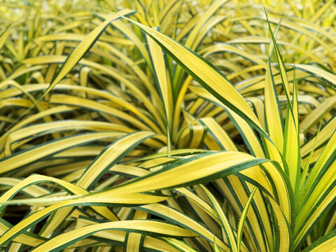 Pandanus baptistii misonne or Variegated dwarf pandanus in the garden
