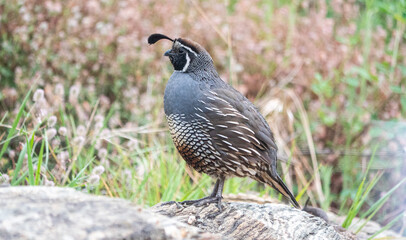 Quail bird close up feathers in nature background New Zealand