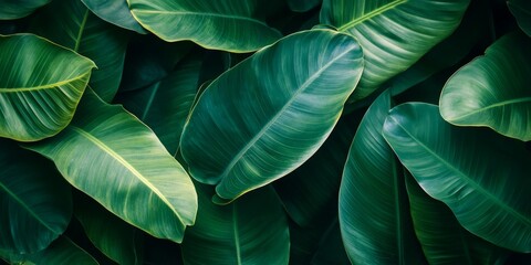Obraz premium Lush Tropical Leaves Green Foliage Nature Background Plant Texture Rainforest Botany Emerald Greens