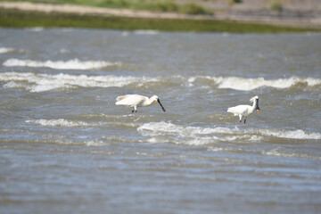 East Bank, Netherlands. June 01 2023. Spoonbills looking for food.