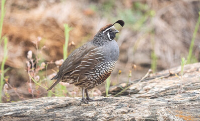 Quail bird close up feathers in nature background New Zealand