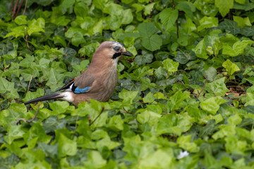 Eurasian jay (Garrulus glandarius) on leaves