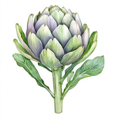 Obraz premium Watercolor illustration of artichoke with green leaves and purple tips