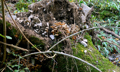 Obraz premium Mushrooms in a tree