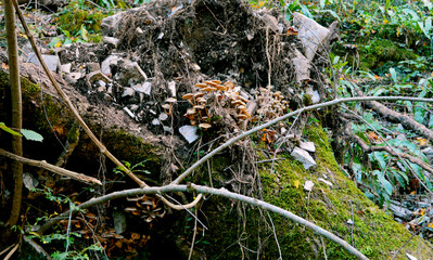 Mushrooms in a tree