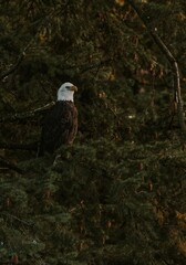 Perched eagle