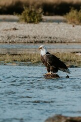 Eagle 