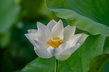 Obraz premium Beautiful white lotus and lotus tree, pure white lotus