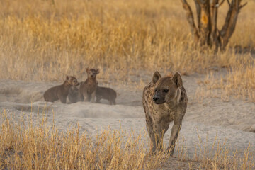 Hyena, detail portrait. Spotted hyena, Crocuta crocuta, angry animal near the water hole, dark forest with trees. Animal in nature, Okavango, Botswana. Wildlife Africa.