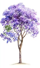 Obraz premium Blooming jacaranda tree urban garden botanical artwork vibrant colors nature concept