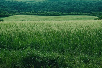 Obraz premium A vibrant meadow showcases tall grasses and healthy soybeans, creating a picturesque view of nature in a peaceful countryside setting. Generative AI