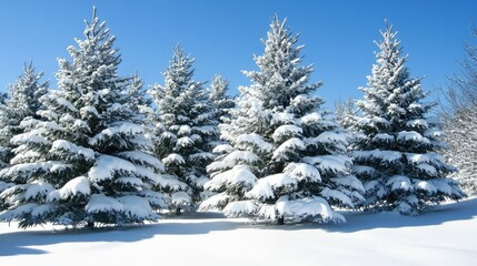 Snow-Covered Evergreen Trees Standing Majestically in Winter Wonderland Under Clear Blue Sky with Soft White Snow Blanketing the Ground