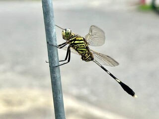 A green dragonfly with black stripes clings to a metal pole, with a blurred street background.