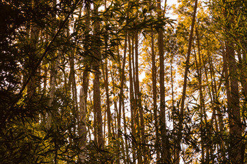 A vibrant eucalyptus forest (Eucalyptus spp.) with tall, slender trunks and lush foliage. The selective focus on the trees contrasts with the softly blurred background, enhancing the serene forest atm