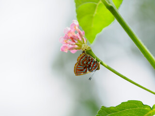 Sarota gamelia