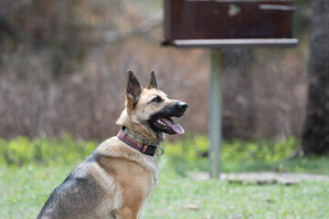 Fototapeta premium German Shepherd Dog listening to Commands 